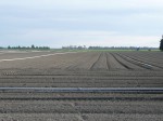 [04 Davey New Planting Prep Scales.JPG]